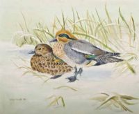 WILDFOWL by Steven Meredith at Ross's Online Art Auctions