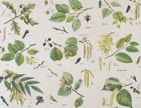 BOTANICAL STUDIES by Dorothy Fitchew at Ross's Online Art Auctions