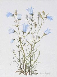 HAREBELLS by Honor Irvine at Ross's Online Art Auctions